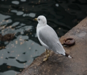 2014 Chicago NavyPier 034
